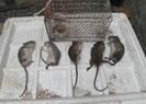 Dịch vụ diệt chuột