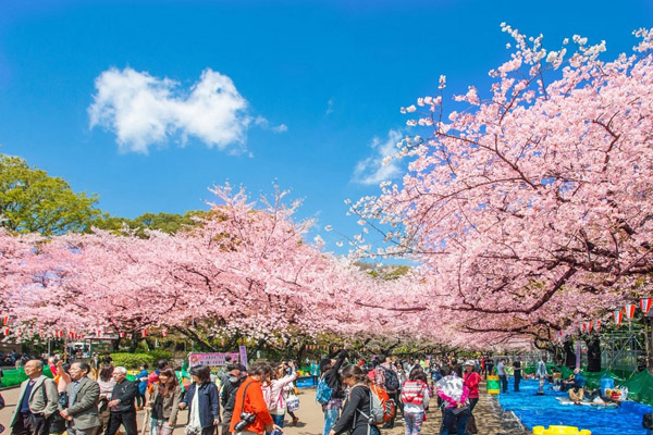 Đà Nẵng-Shizuoka-Phú Sỹ-Tokyo-Chiba-Yakohama-Đà Nẵng - Du Lịch Long Phú - Công Ty Cổ Phần Du Lịch Long Phú