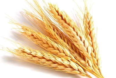 Lúa mì cho gia súc - Công Ty TNHH Một Thành Viên Xuất Nhập Khẩu Nông Lâm Hải Sản