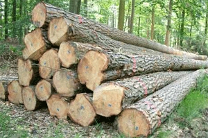 Tavico Wood – Công Ty CP Tân Vĩnh Cửu