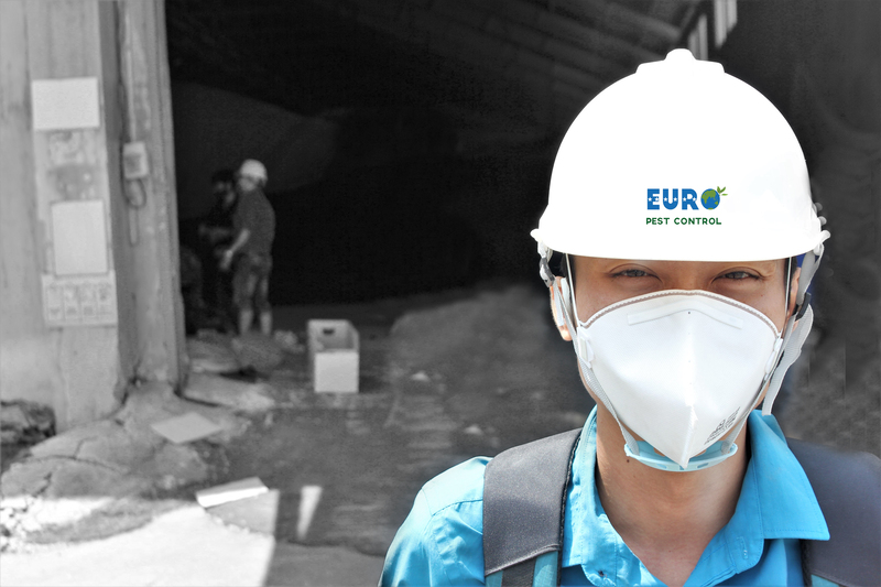 Dịch vụ diệt mối, diệt côn trùng - Công Ty TNHH Thương Mại Dịch Vụ Âu Châu