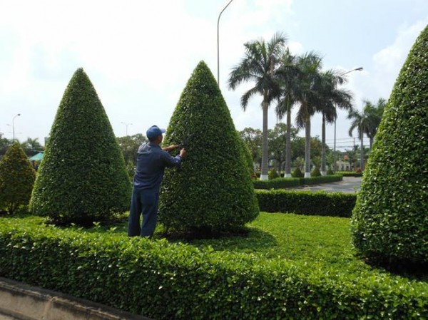 Dịch vụ chăm sóc cây cảnh