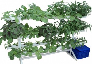 Hệ thống trồng rau sạch - Công Ty TNHH Sân Vườn Thế Hệ Mới