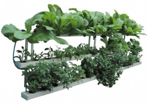 Hệ thống trồng rau sạch - Công Ty TNHH Sân Vườn Thế Hệ Mới