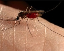 Phòng trừ muỗi - Công Ty Cổ Phần Trừ Mối Và Côn Trùng Thiên Phú