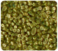 Hạt nhựa HDPE vàng