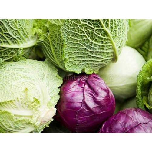 Bắp cải - Dalat Natural Foods - Công Ty Cổ Phần Chế Biến Thực Phẩm Đà Lạt Tự Nhiên