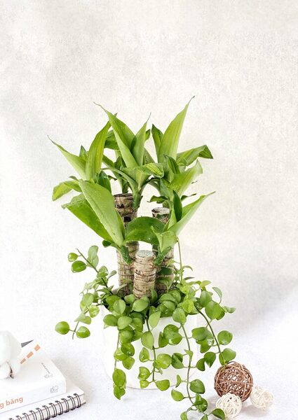 Phát tài phối lan đô la