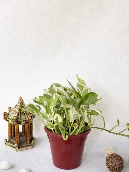 Trầu bà cẩm thạch