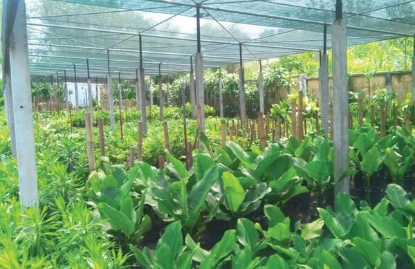Vườn ươm cây