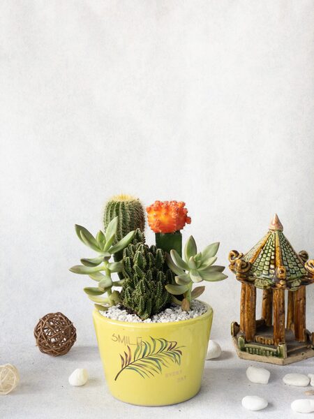 Xương rồng phối