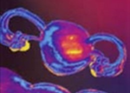 Nội soi ối, nội soi âm đạo - Thiết Bị Y Tế Thành Phương - Công Ty TNHH Thành Phương