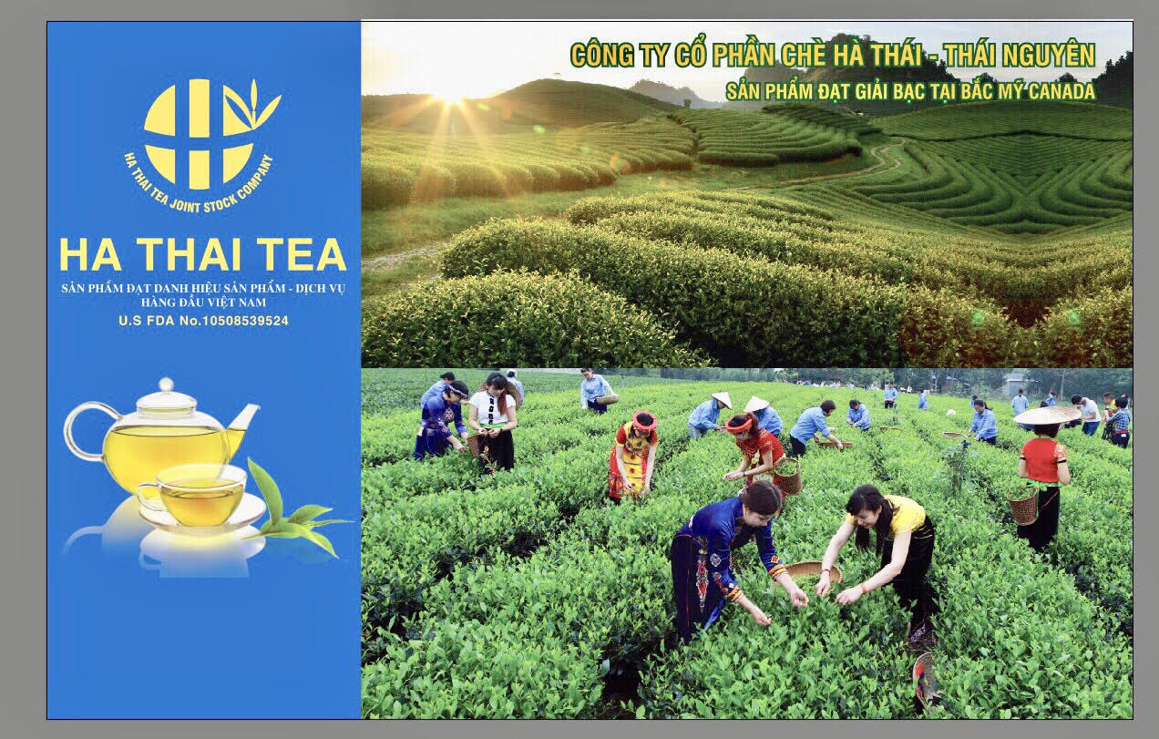  - Hà Thái Tea - Công Ty CP Chè Hà Thái Thái Nguyên