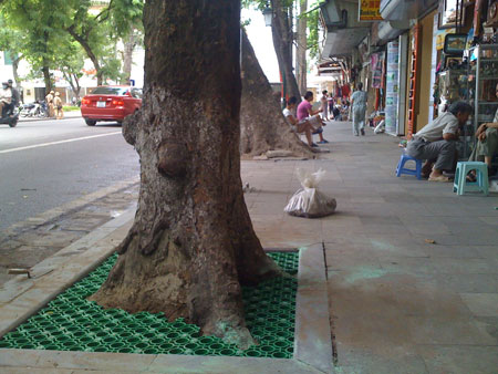 Khung gốc cây phố Hàng Khay