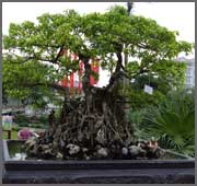 Cây xanh cây cảnh - Công Ty TNHH Kiến Trúc Phong Cảnh Hoàng Hoa