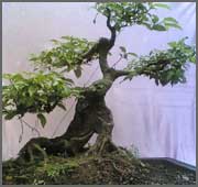 Cây xanh cây cảnh - Công Ty TNHH Kiến Trúc Phong Cảnh Hoàng Hoa