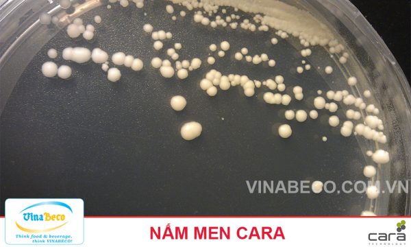 Nấm men - VinaBeco - Công Ty CP Công Nghệ Bia Rượu Nước Giải Khát Việt Nam