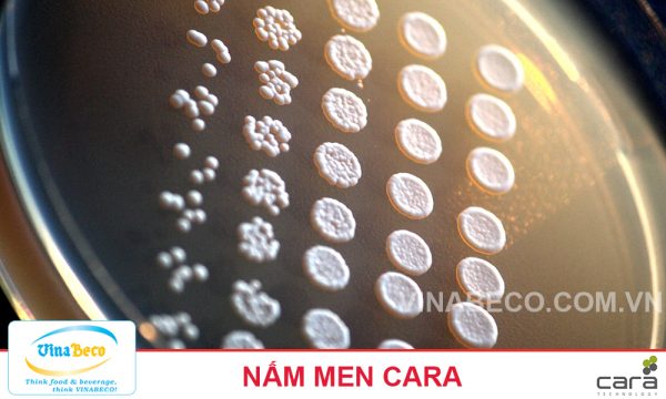 Nấm men - VinaBeco - Công Ty CP Công Nghệ Bia Rượu Nước Giải Khát Việt Nam