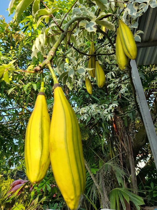 Cây Phú Qúy cổ thụ và trái