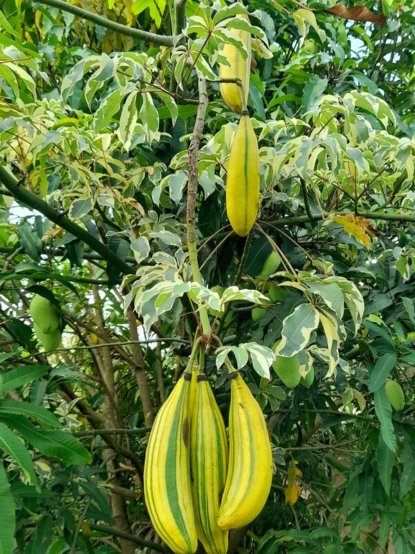 Cây Phú Qúy cổ thụ và trái