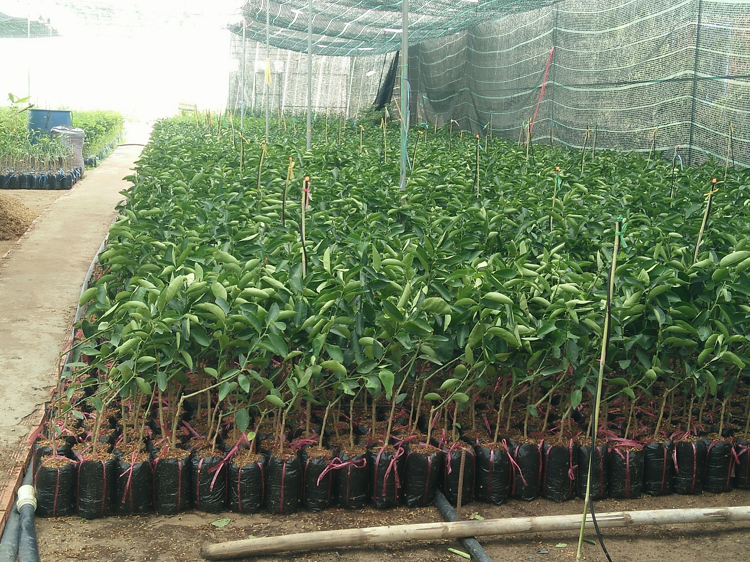 Chanh Limca không hạt