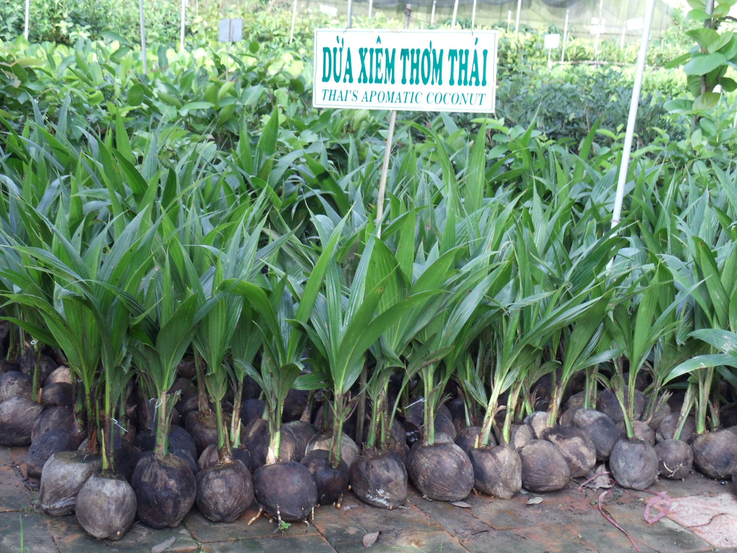 Dứa xiêm thơm (Thái Lan)