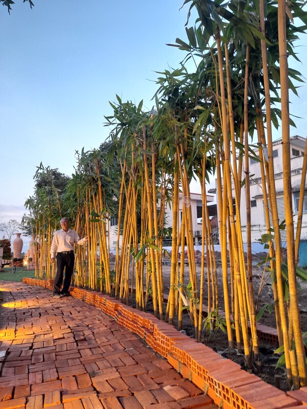 Giống cây Hoàng Trúc