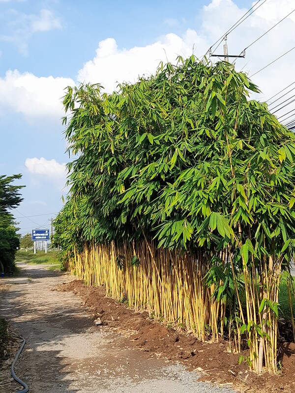 Giống cây Hoàng Trúc