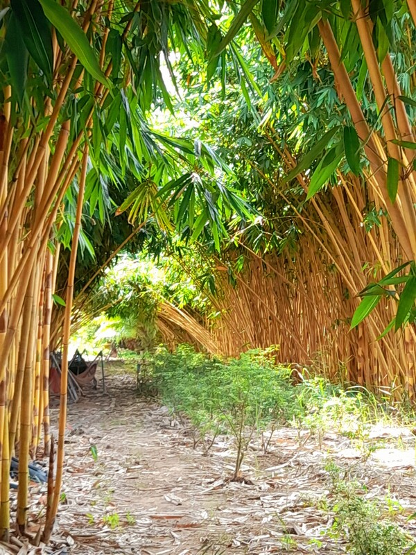 Giống cây Hoàng Trúc