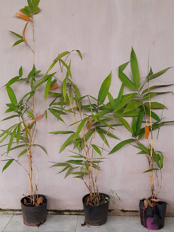 Giống cây Hoàng Trúc loại 1