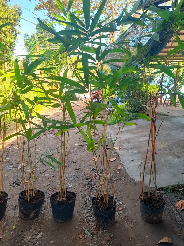 Giống cây Hoàng Trúc loại 2