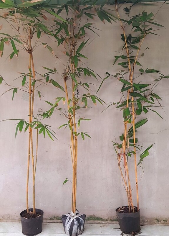 Giống cây Hoàng Trúc loại 3
