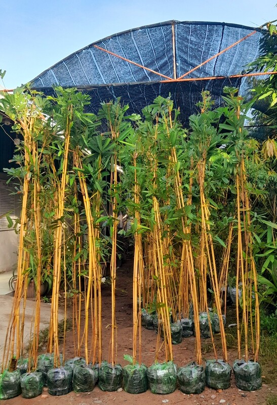 Giống cây Hoàng Trúc loại 4