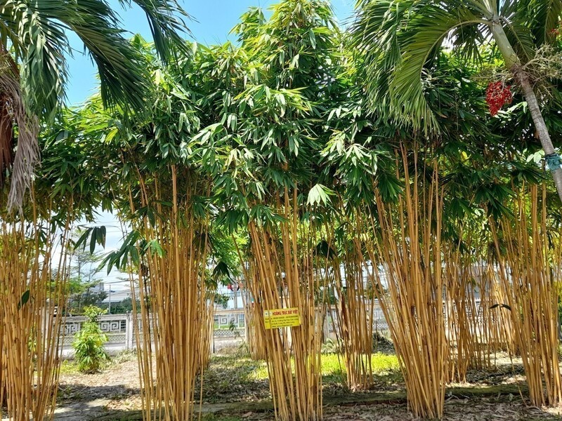 Giống cây Hoàng Trúc loại 5