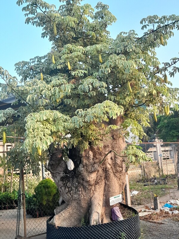 Giống cây Phú Quý