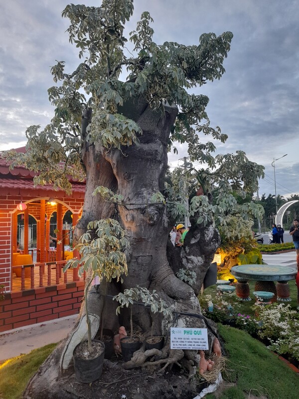 Giống cây Phú Quý