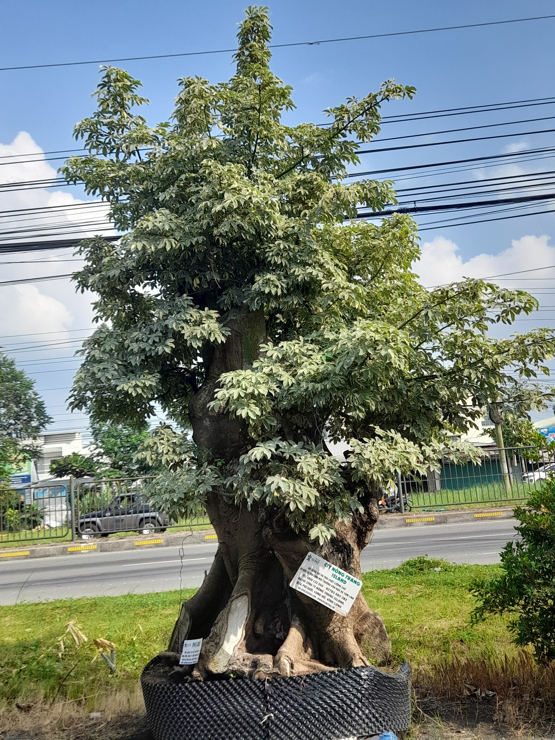 Giống cây Phú Qúi - Cây Giống Nông Trang - Công Ty TNHH MTV Nông Trang Island