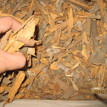 Broken Cassia