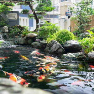 Hồ cá Koi
