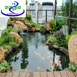 Hồ cá Koi
