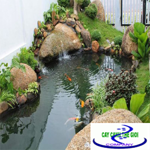 Hồ cá Koi phong thủy