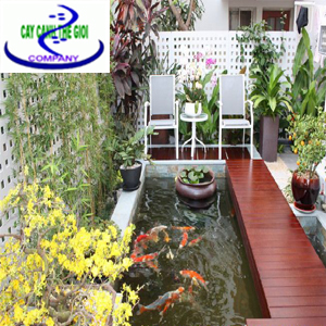 Hồ cá Koi đẹp