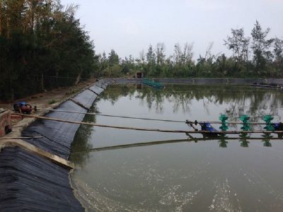 Bạt HDPE lót hồ nuôi tôm