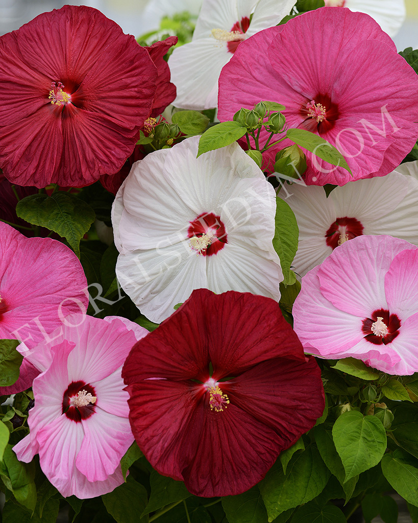 Hạt giống hoa  dâm bụt - Công Ty TNHH Hạt Giống Hoa Việt Nam