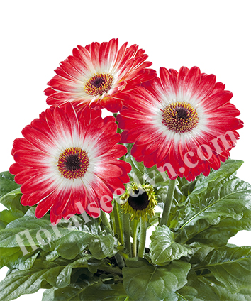 Hạt giống hoa  đồng tiền - Công Ty TNHH Hạt Giống Hoa Việt Nam