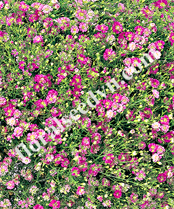 Hạt giống hoa  baby - Công Ty TNHH Hạt Giống Hoa Việt Nam