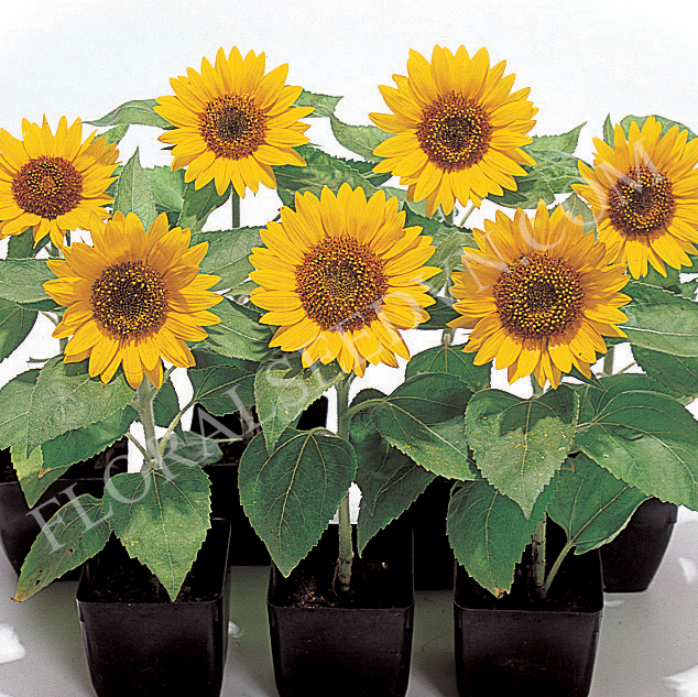 Hạt giống hoa  hướng dương - Công Ty TNHH Hạt Giống Hoa Việt Nam