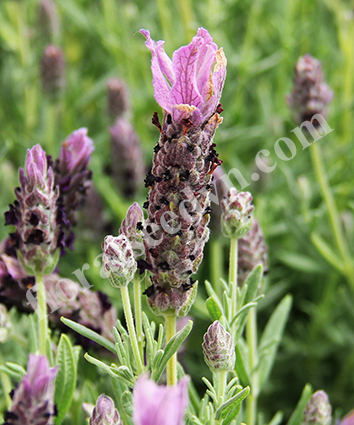 Hạt giống hoa  oải hương - Công Ty TNHH Hạt Giống Hoa Việt Nam