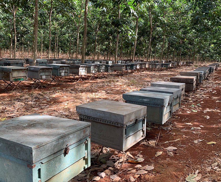 Trang trại ong Nhật Quang - Hộ Kinh Doanh Trại Ong Nhật Quang