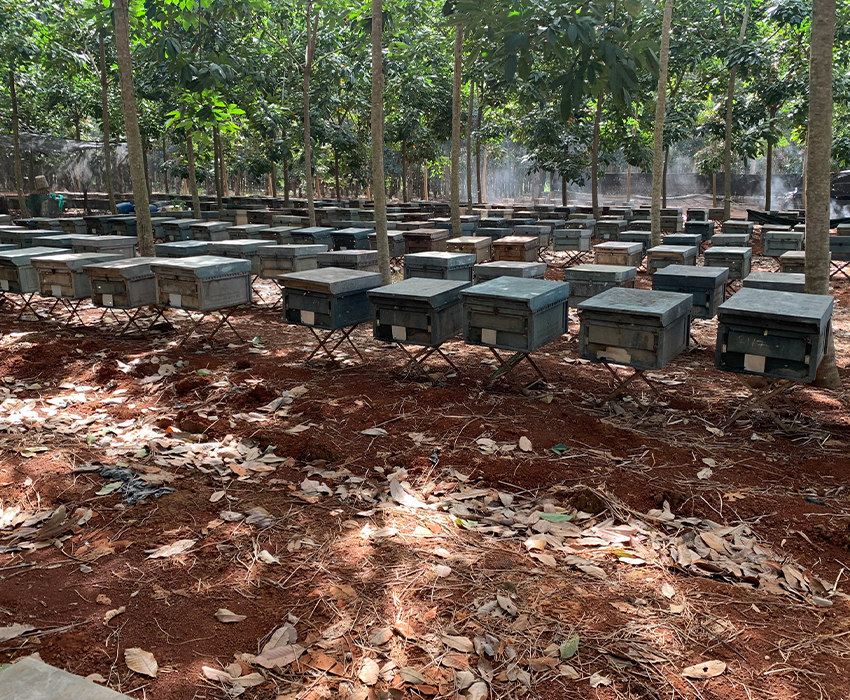 Trang trại ong Nhật Quang - Hộ Kinh Doanh Trại Ong Nhật Quang